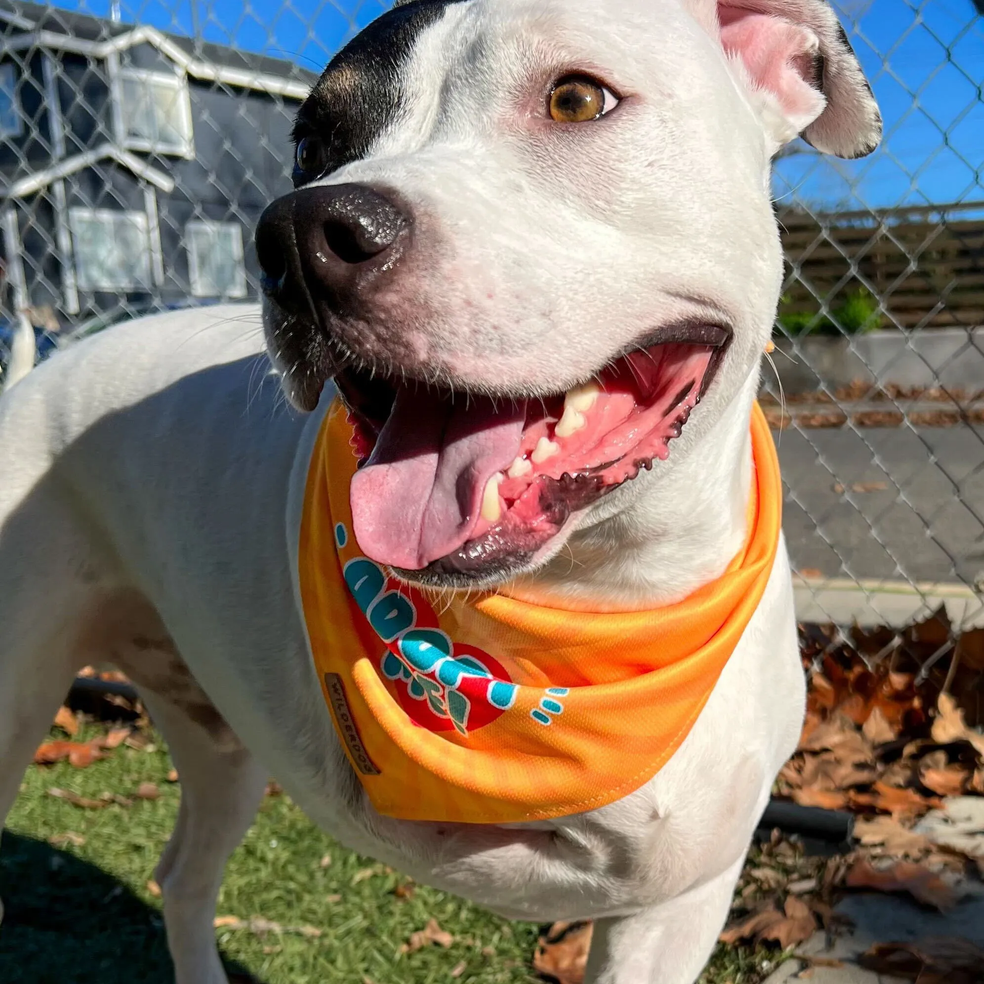 Adopt Me Bandana