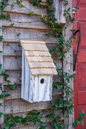 Heartwood Bluebird Bunkhouse  Bird House - White