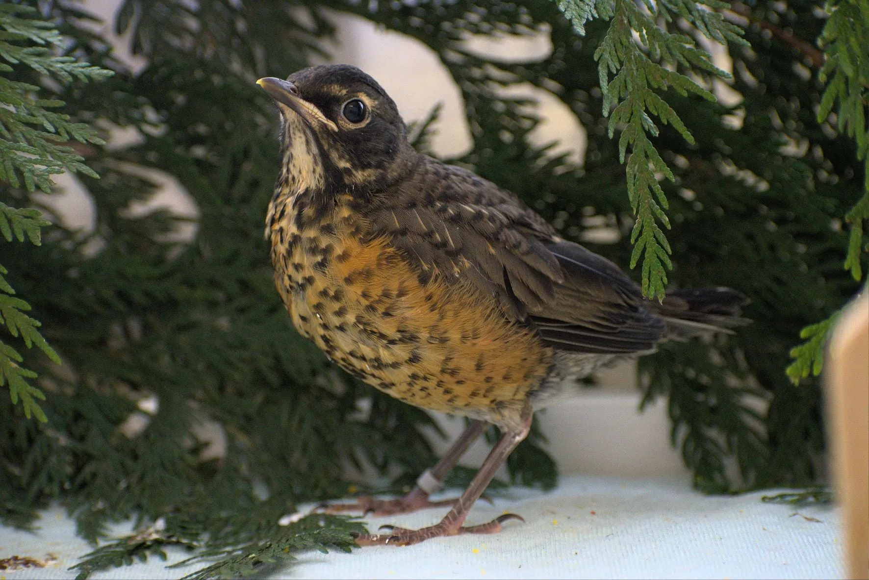 Indoor Avian Wards - Wild ARC