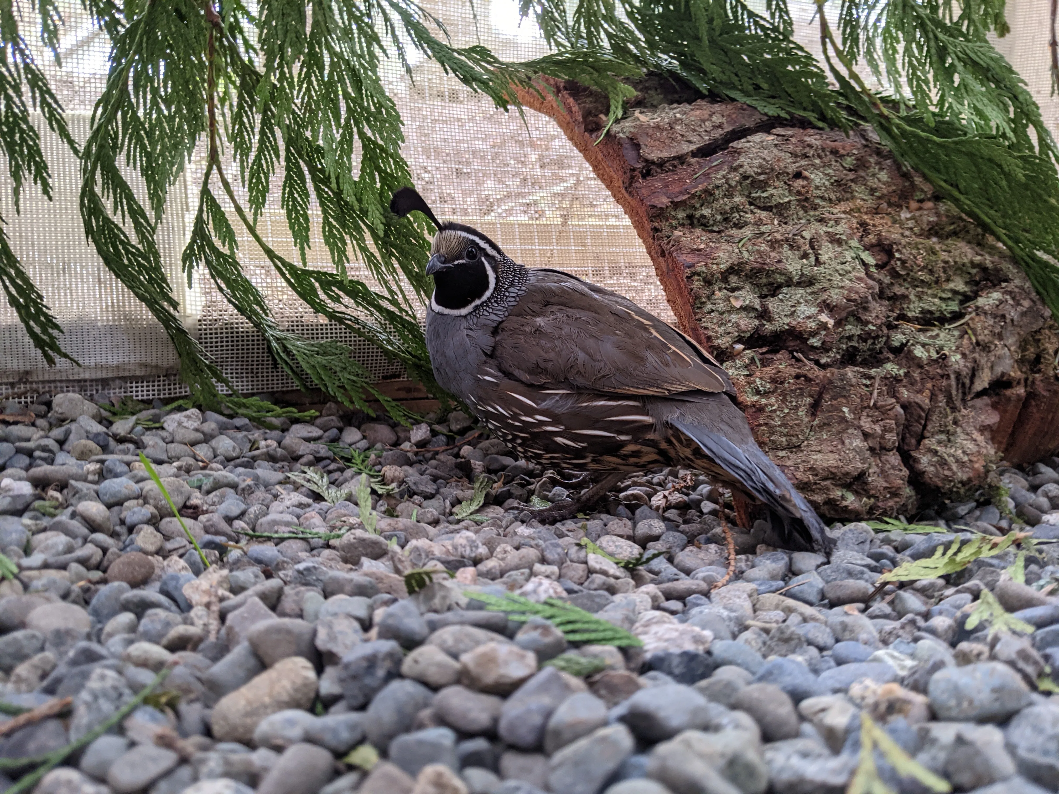 Outdoor Avian Enclosure - Wild ARC