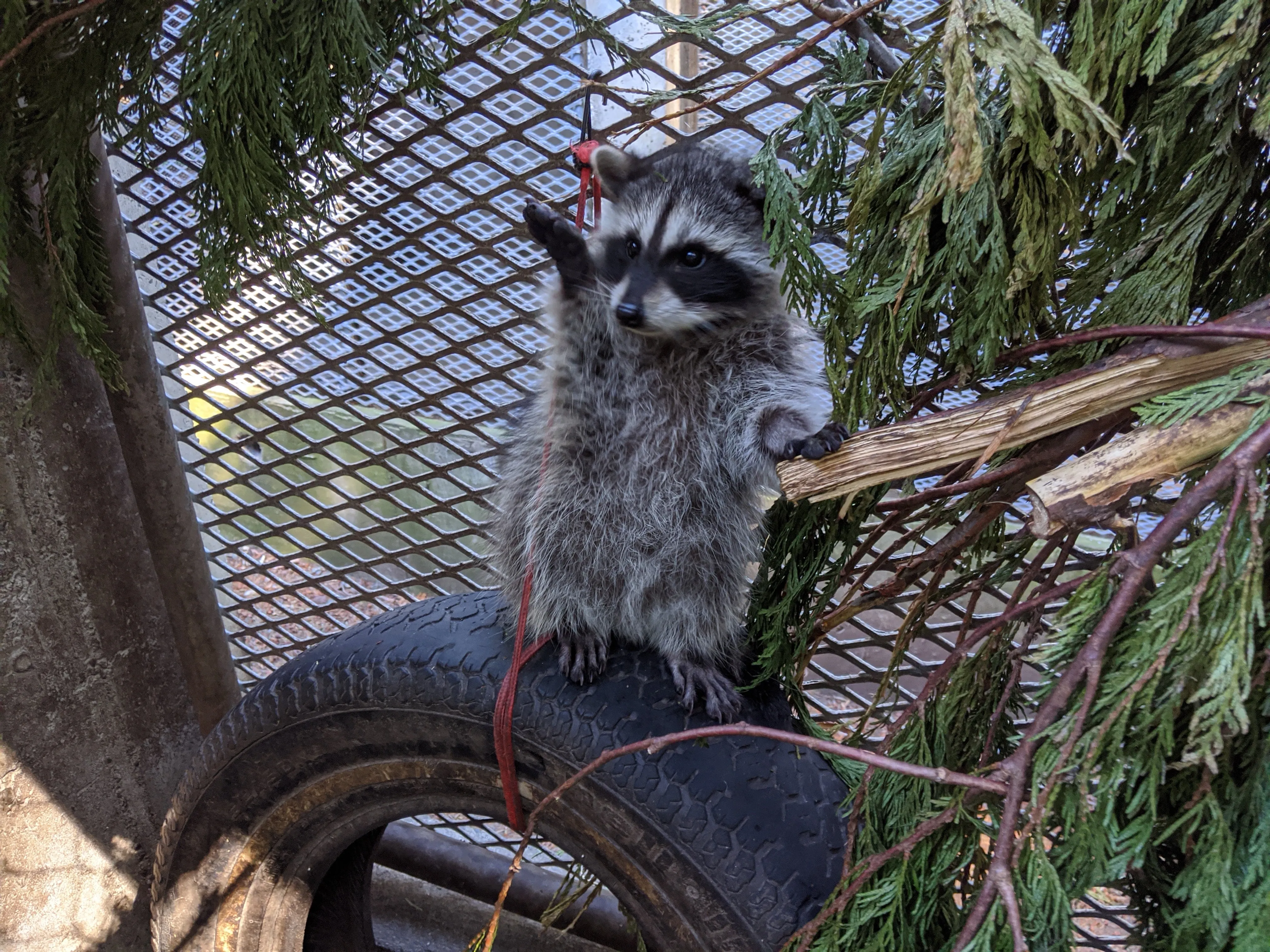 Outdoor Raccoon Juvenile Habitat - Wild ARC