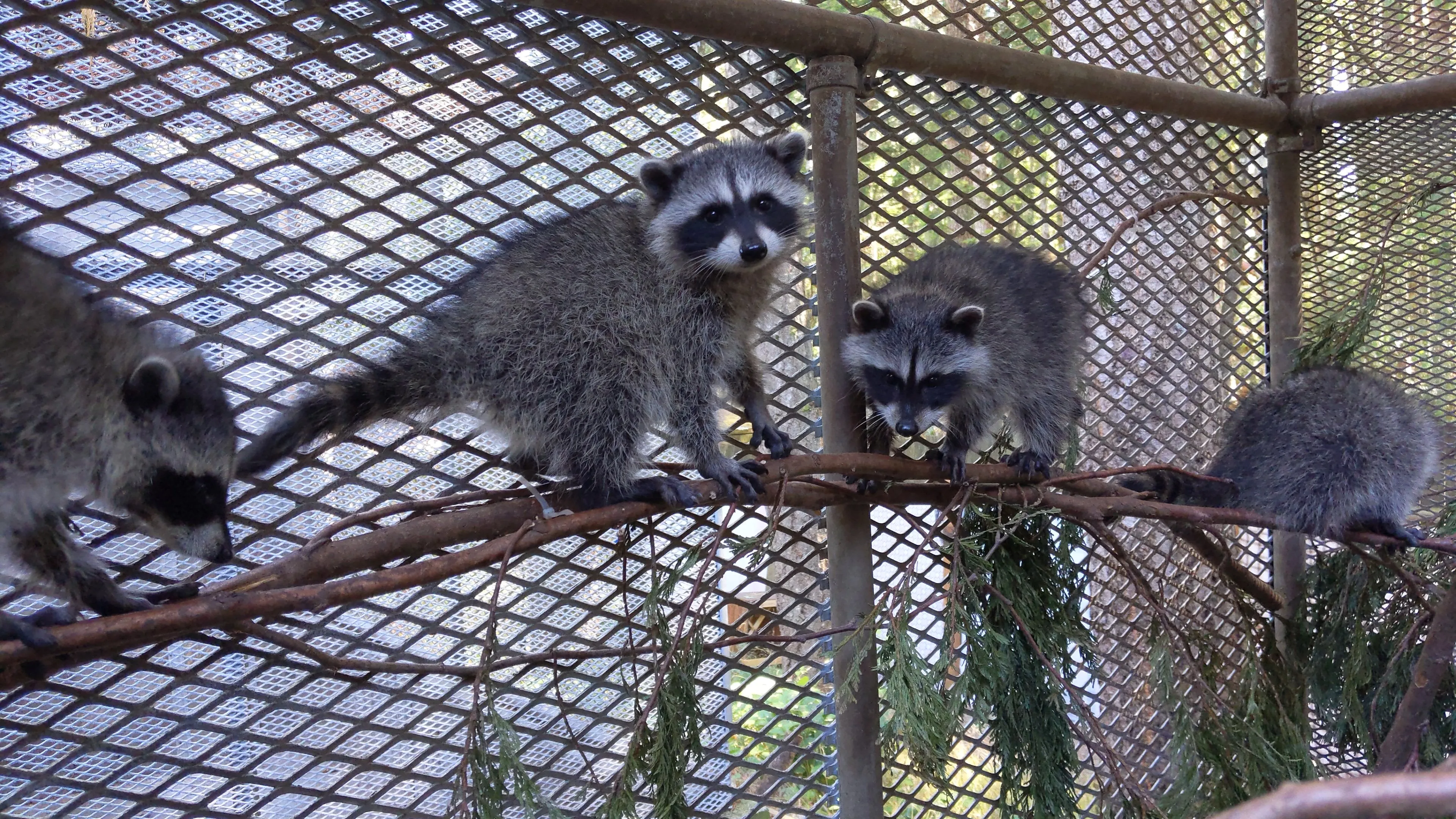 Outdoor Raccoon Juvenile Habitat - Wild ARC