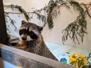 Raccoon Indoor Playrooms - Wild ARC