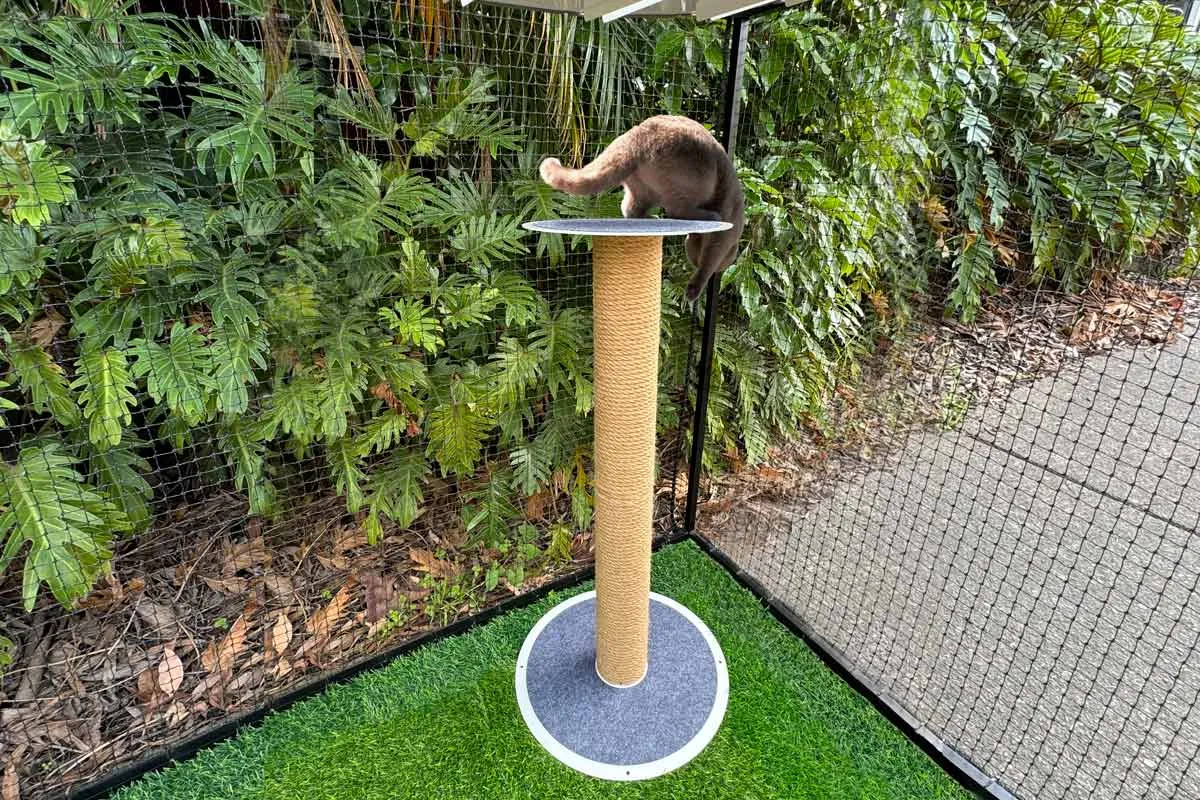 Skywalks Outdoor Cat Scratching Tower