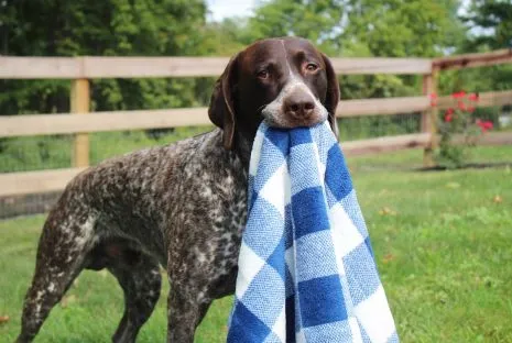 Tall Tails Navy Hunter's Plaid Dog Blanket (30" x 40")