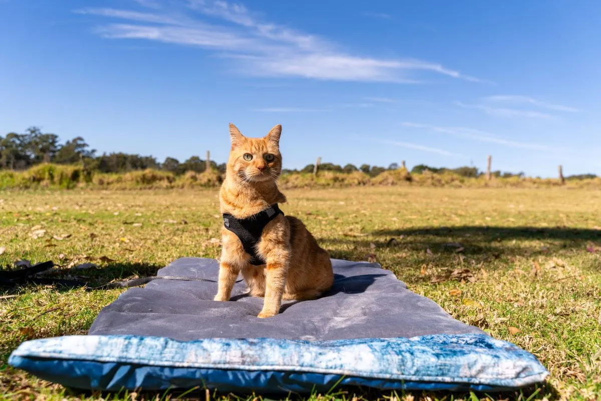 Travel Pet Mat